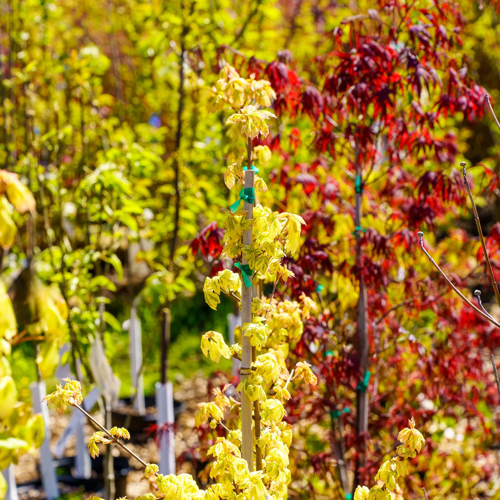 Carnival Hedge Maple